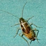 Brown-Banded Cockroach