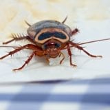 American Cockroach