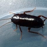 Oriental Cockroach