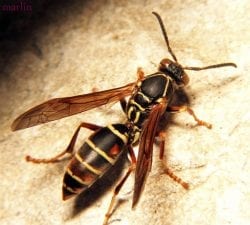 Wasp pest control