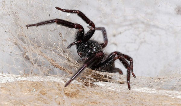 Photo of a Black House Spider