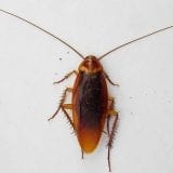 German Cockroach