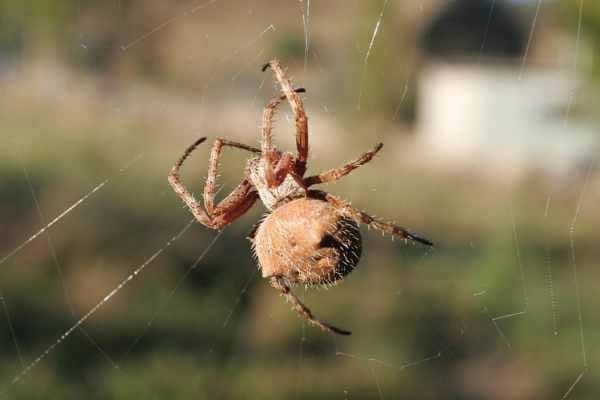 Photo of a Garden Orb Weaving Spider