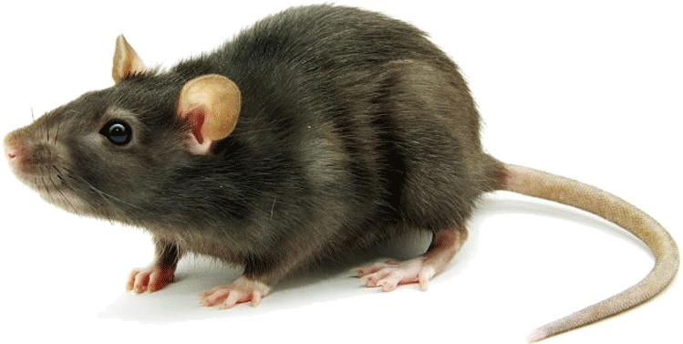 Image result for rat