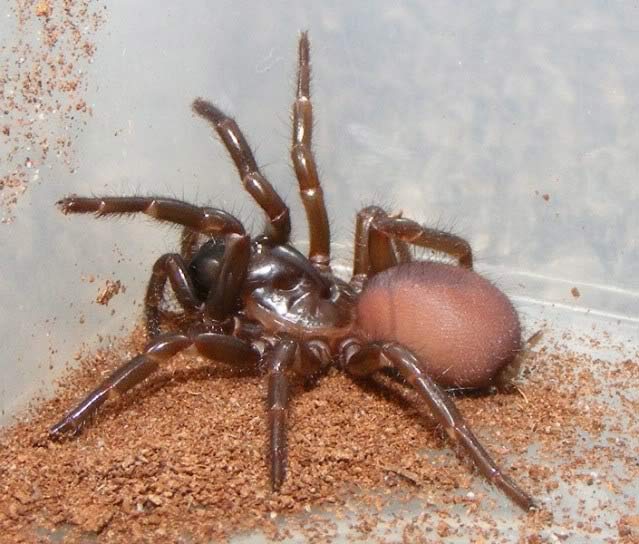 Photo of a Northern Rivers Funnel-Web