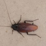 Smoky Brown Cockroach
