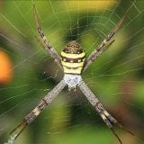 St Andrew’s Cross Spider