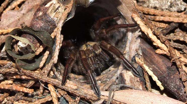 Photo of a Sydney Brown Trapdoor