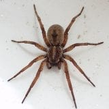 Wolf Spider