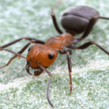 Argentine Ant