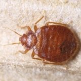 Bed Bugs