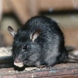Black Rat