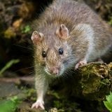 Brown Rat