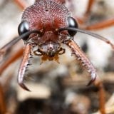 Bull/Bulldog Ant