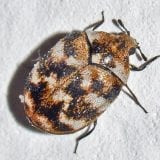 Carpet Beetles