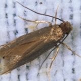 Clothes Moths