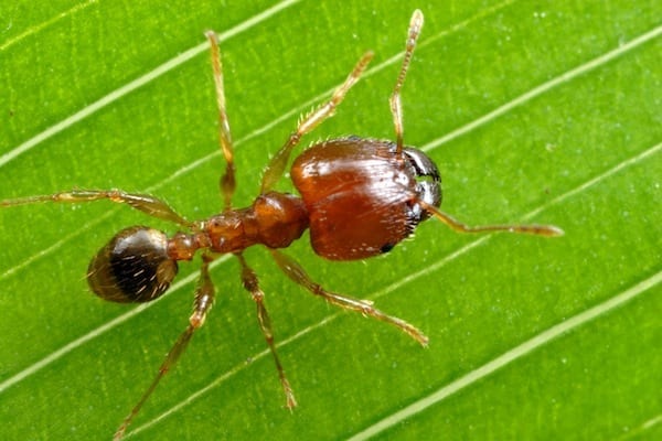 Photo of a Coastal Brown Ant