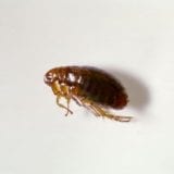 Dog Flea