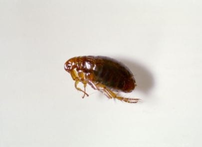 Photo of a Dog Flea