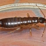 Earwigs