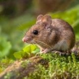 Field Mouse