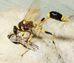 Mud-Wasp-Control-Canberra