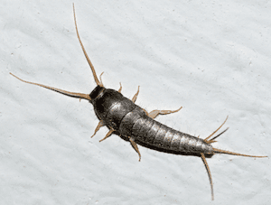 Photo of a Silverfish