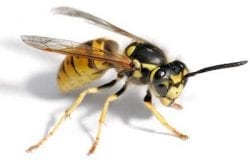 Yellow-Jacket-Wasp