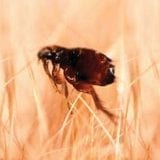 Cat Flea