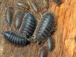 Pest Control Canberra for Slaters