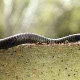 Millipedes