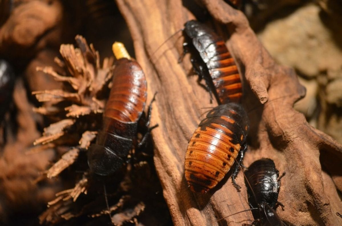 6 Types of Cockroaches We Encounter Everyday