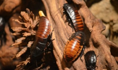 6 Types of Cockroaches We Encounter Everyday