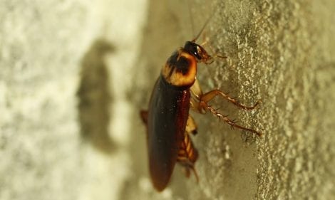 Do Cockroaches Carry Disease