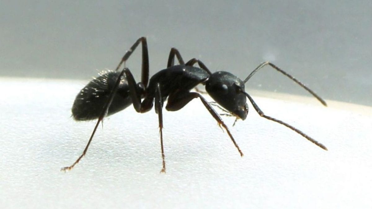 Everything You Need to Know About Common Australian Antsmin Canberra Pest Control Everything You Need to Know About Common Australian Antsmin Canberra Pest Control