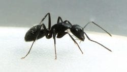 Everything You Need to Know About Common Australian Ants
