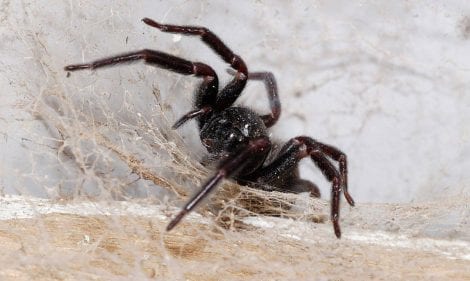 Everything You Need to Know About Common Australian Spiders