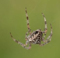 Everything You Need to Know About Common Australian Spiders