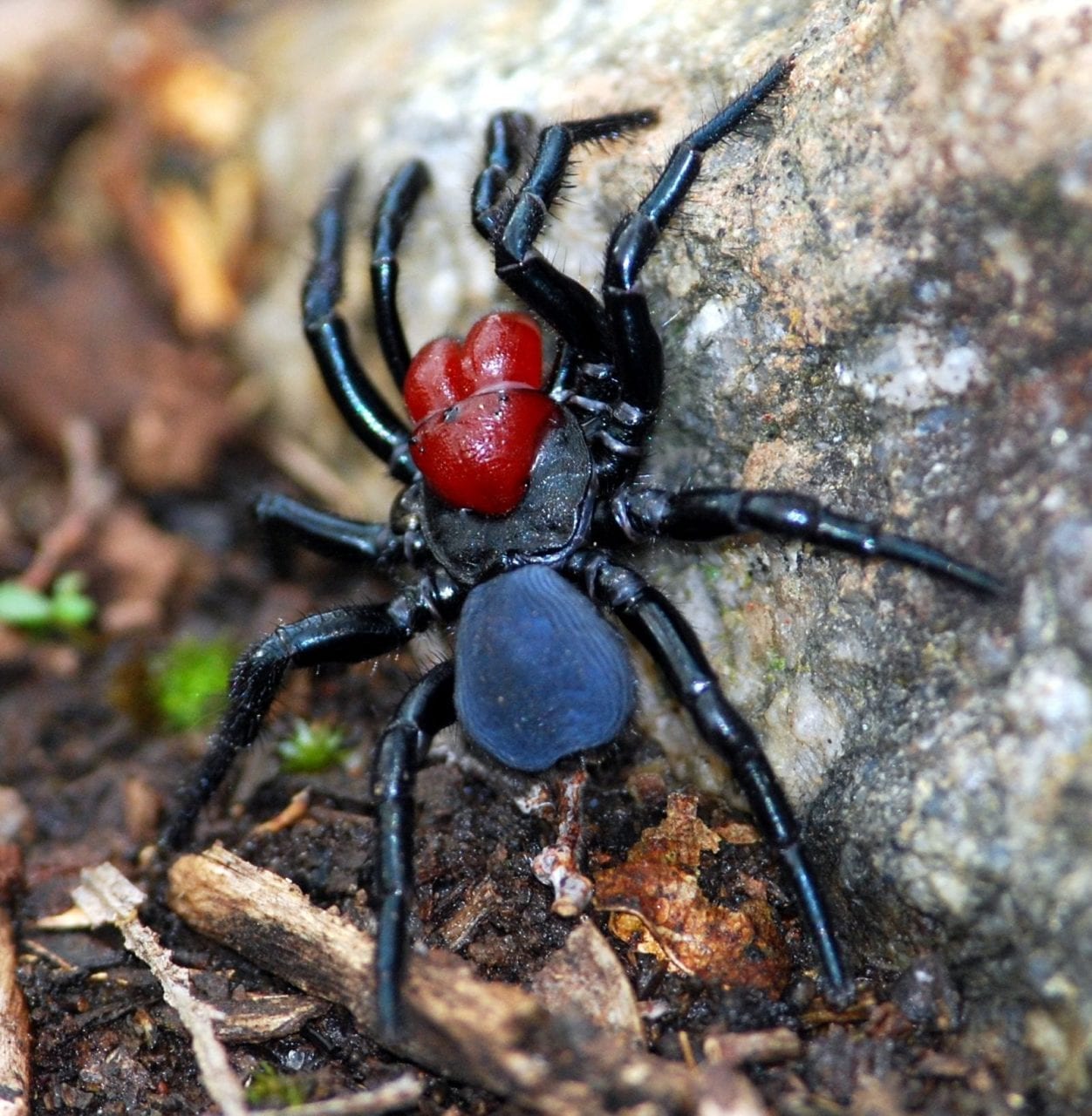 Spiders in Australia - Everything you need to know