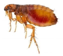 Flea Profiles