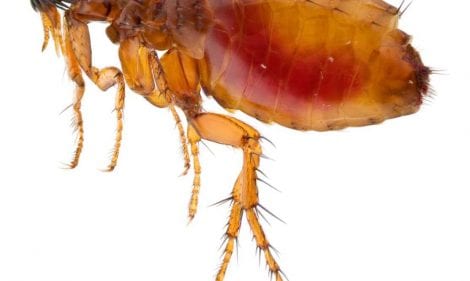 Flea Profiles