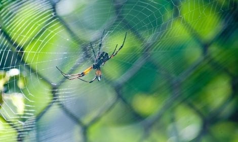 How Do You Know If You Have A Spider Problem