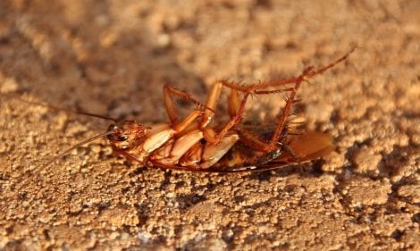 How Do You Know if You Have a Cockroach Problem