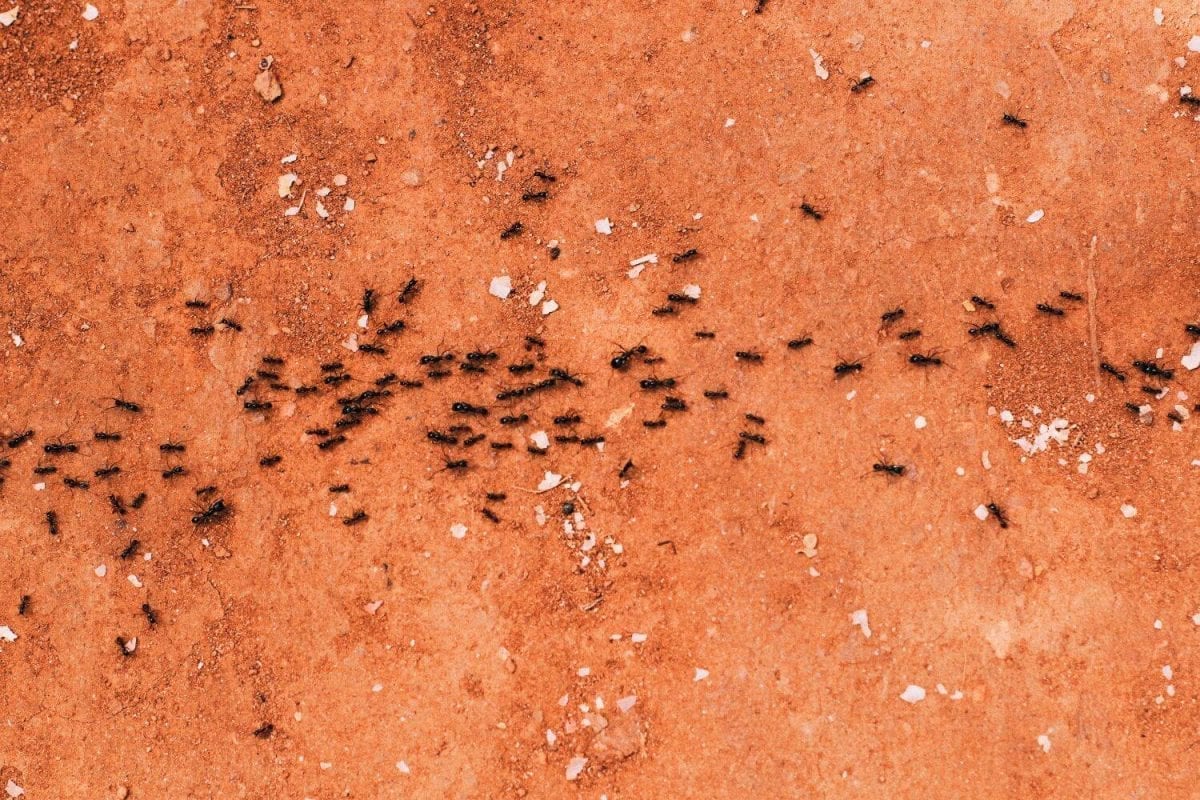 How To Stop An Ant Infestation