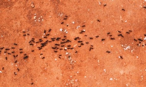 How To Stop An Ant Infestation