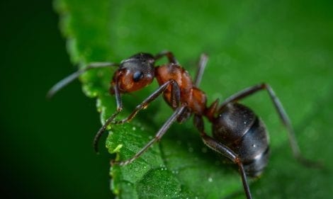 How to Get Rid of Ants