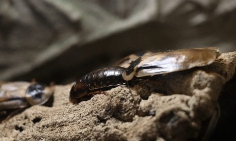How to Get Rid of Cockroaches