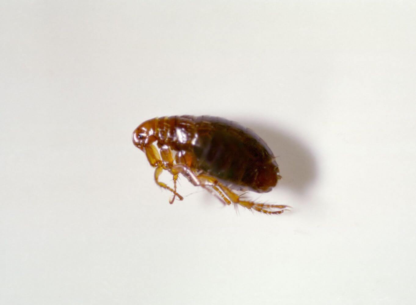 How to Get Rid of Fleas