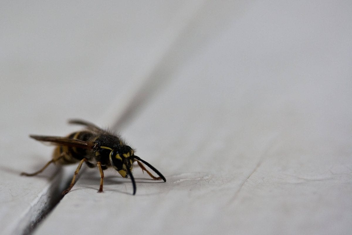 How to Get Rid of Wasps and Bees