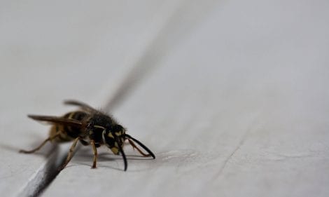 How to Get Rid of Wasps and Bees